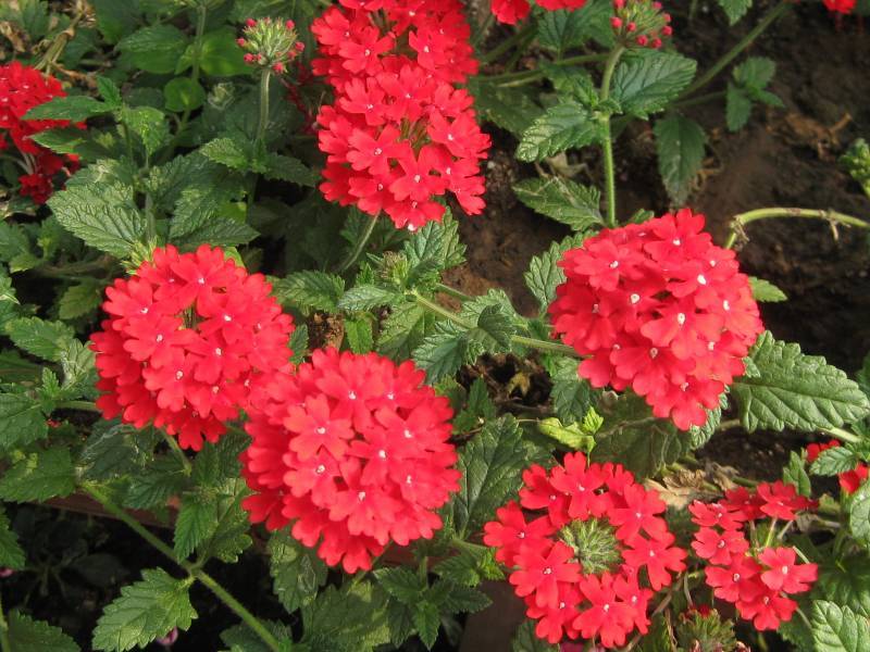 ��Ӱ�������� 001_jpg_thumb_jpg_thumb.jpg