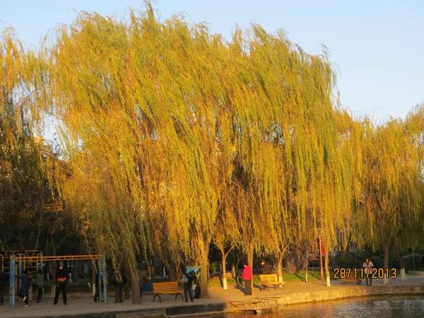 ������С IMG_3170.JPG