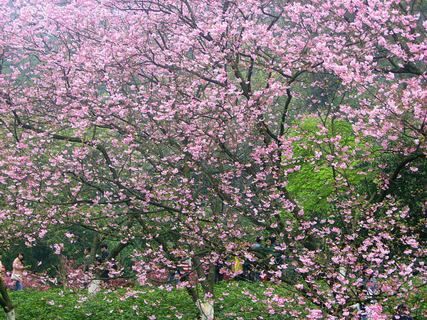 ������� 492_����.jpg