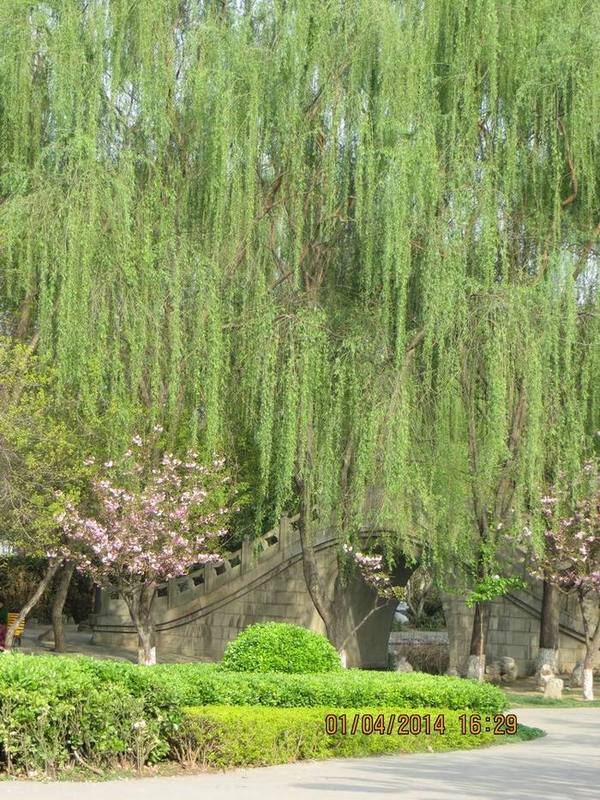 ������С IMG_6583.JPG