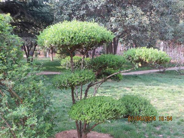 ������С IMG_6611.JPG