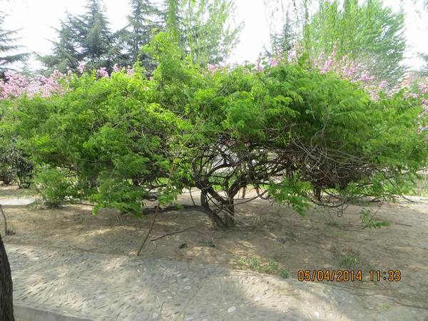 ������С IMG_6695.JPG