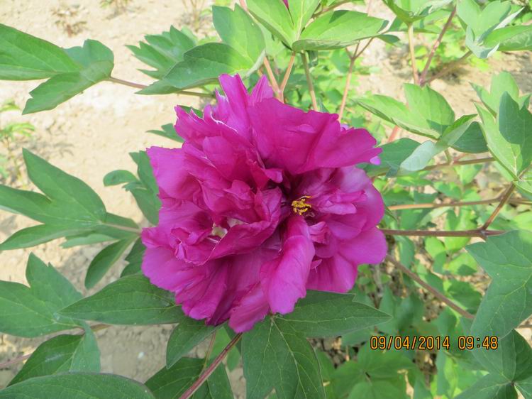 ������С IMG_6739.JPG