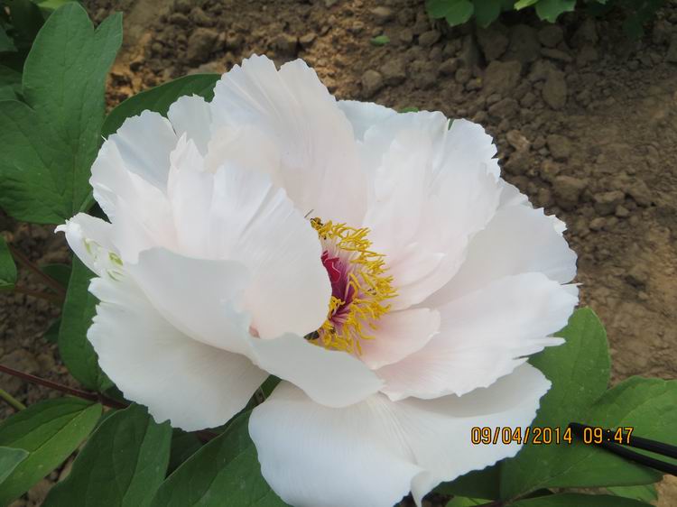 ������С IMG_6737.JPG