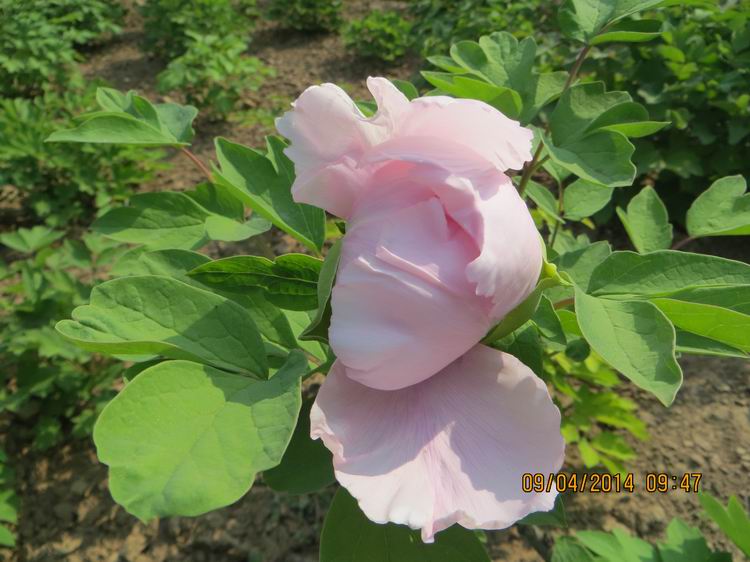 ������С IMG_6738.JPG