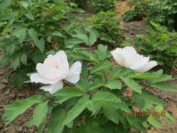 ������С IMG_6736.JPG