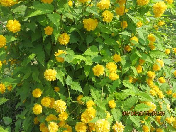 ������С IMG_6735.JPG