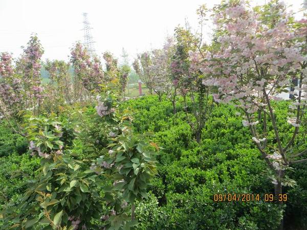 ������С IMG_6728.JPG