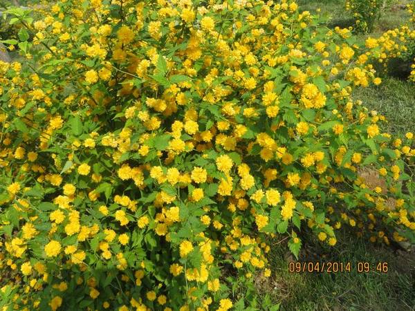 ������С IMG_6734.JPG