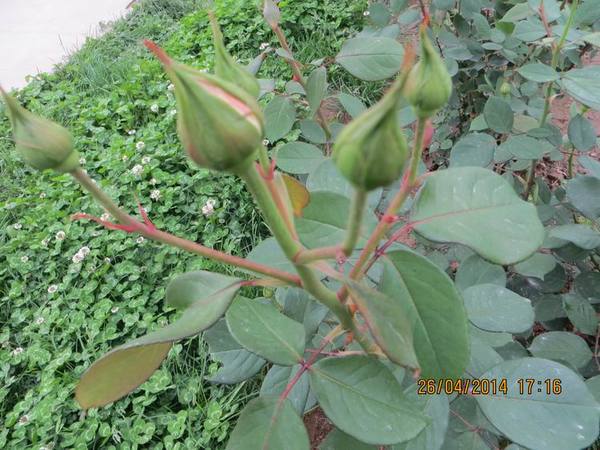 ������С IMG_6833.JPG