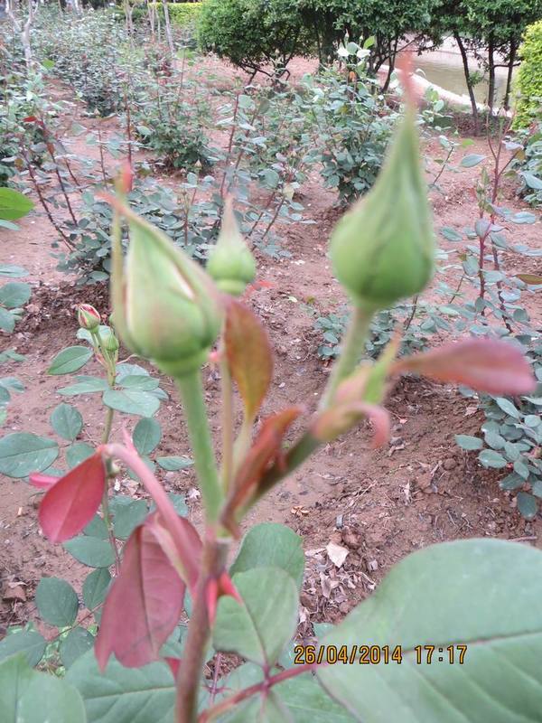 ������С IMG_6834.JPG