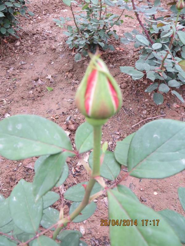 ������С IMG_6835.JPG