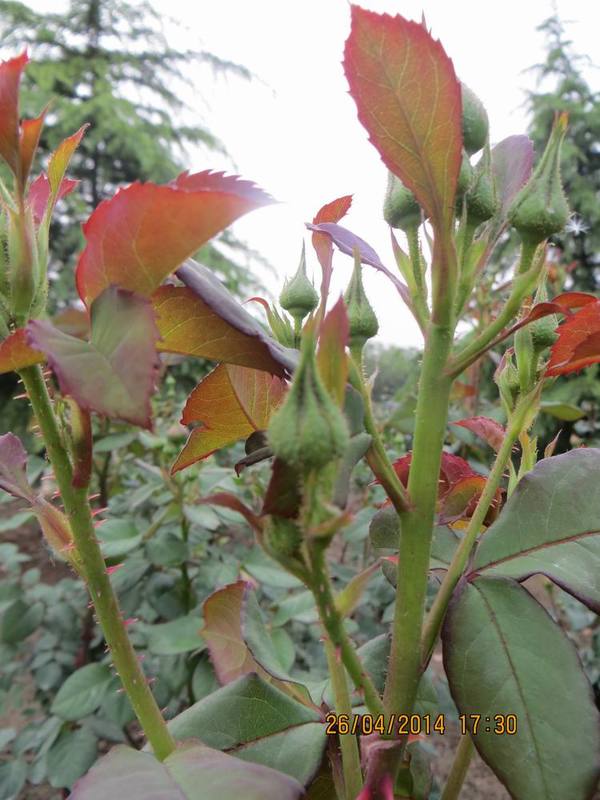 ������С IMG_6872.JPG