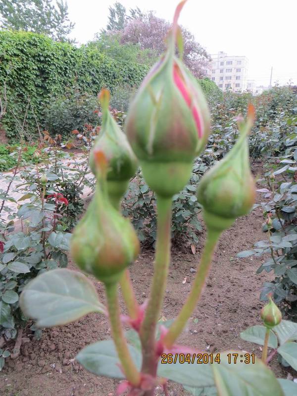 ������С IMG_6873.JPG