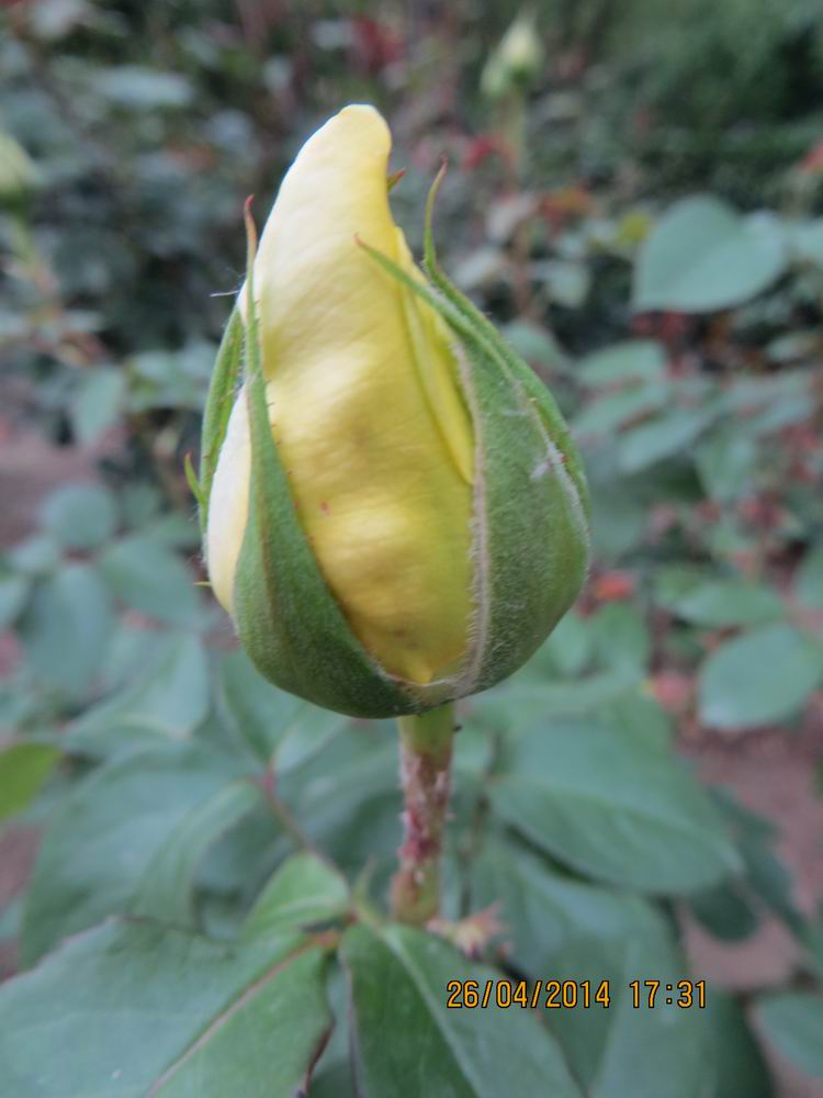 ������С IMG_6874.JPG