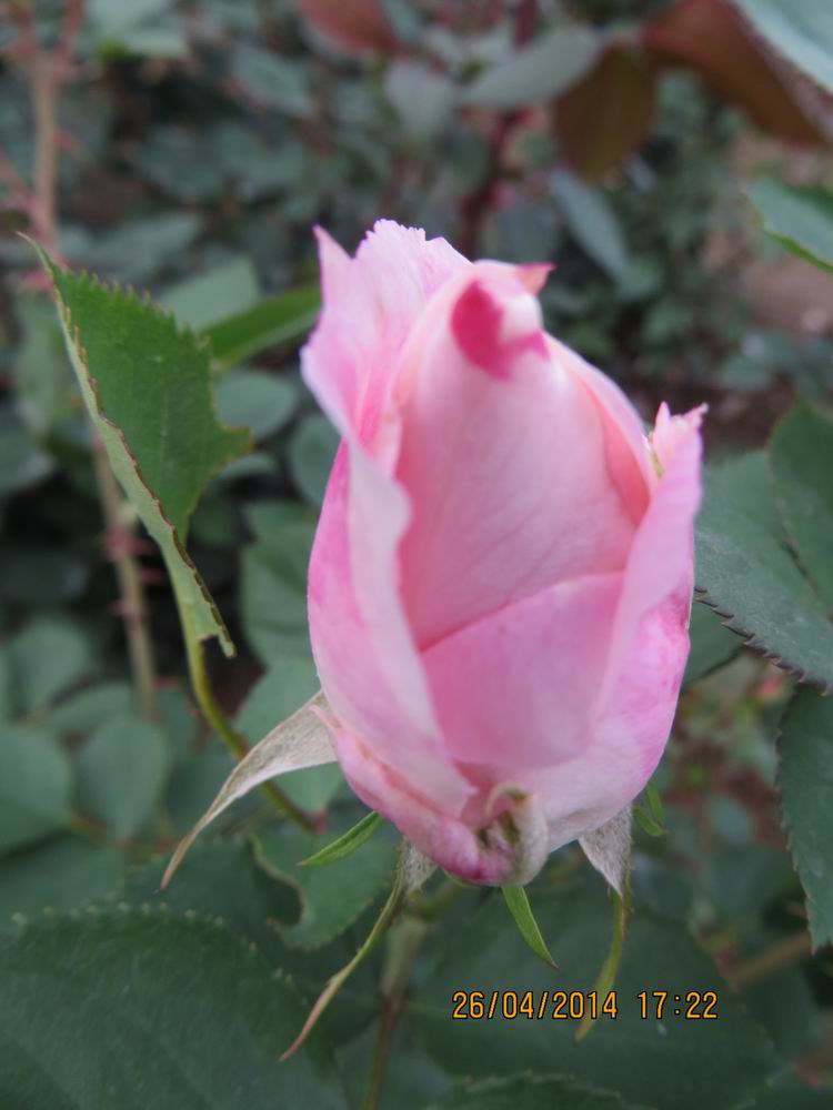 ������С IMG_6845.JPG