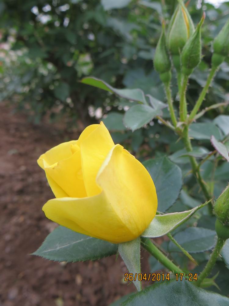 ������С IMG_6850.JPG