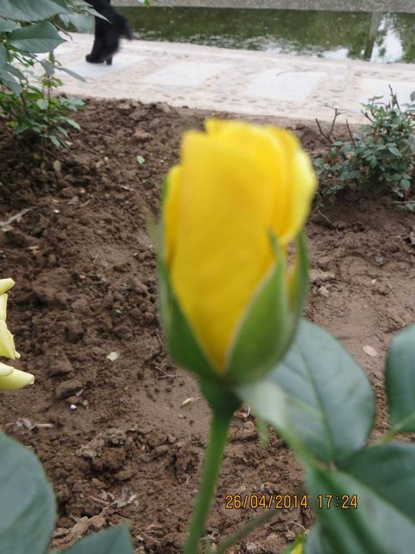 ������С IMG_6851.JPG