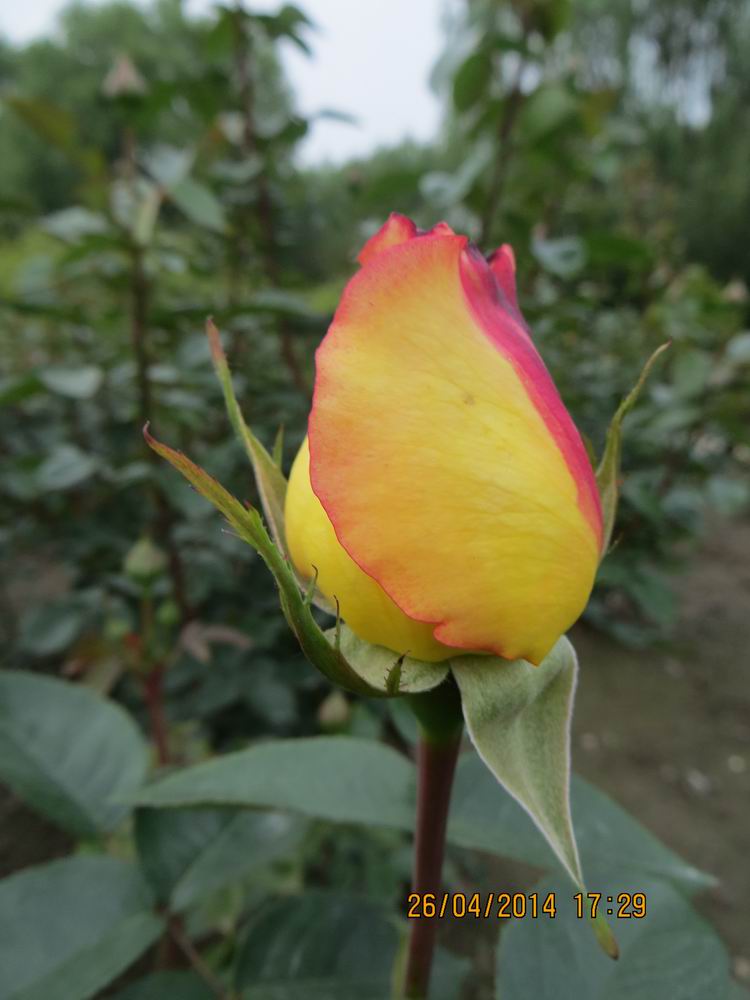 ������С IMG_6868.JPG