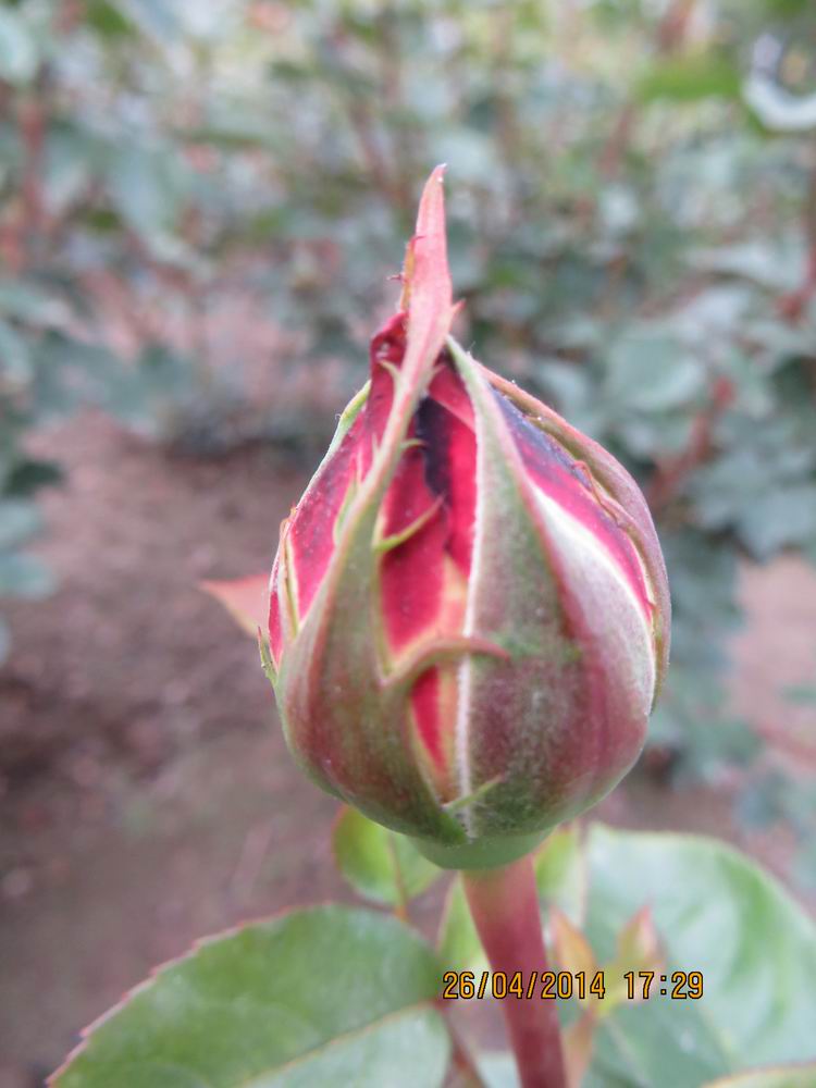 ������С IMG_6869.JPG