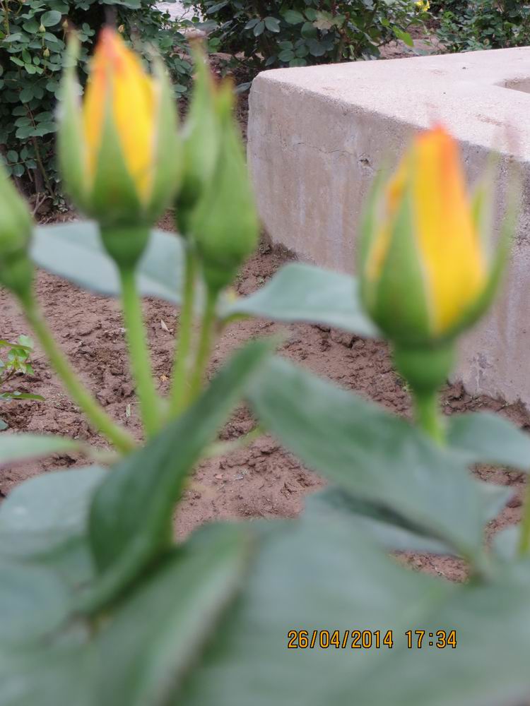 ������С IMG_6883.JPG