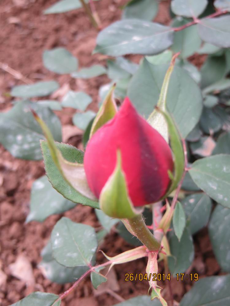 ������С IMG_6839.JPG