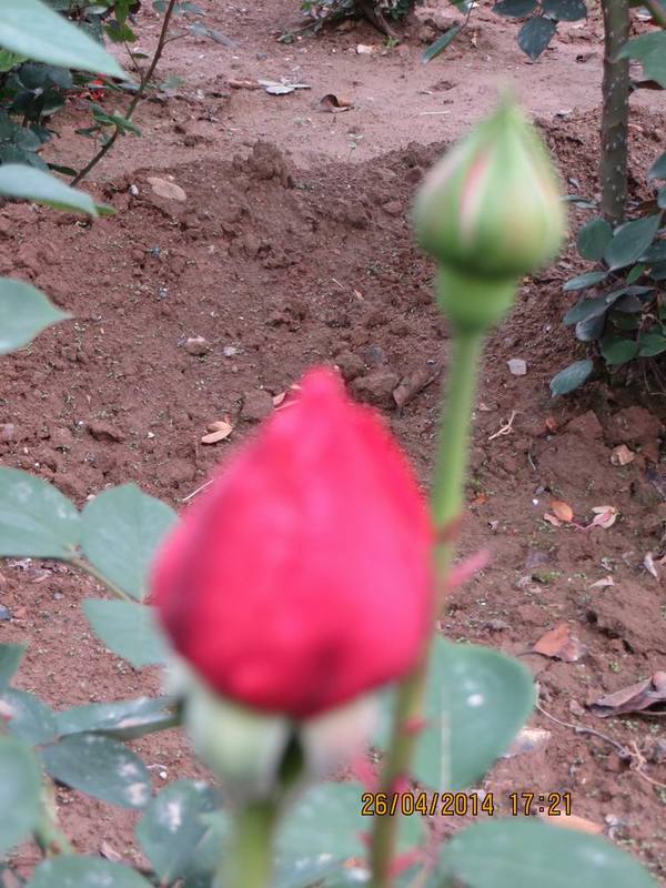 ������С IMG_6843.JPG