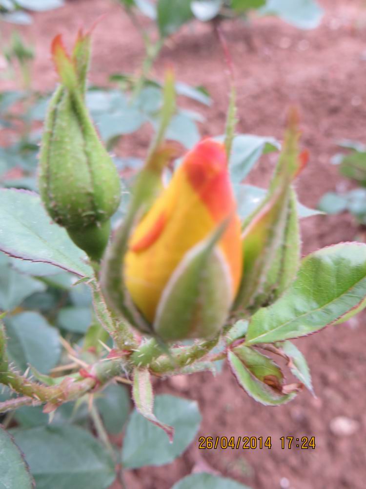 ������С IMG_6854.JPG