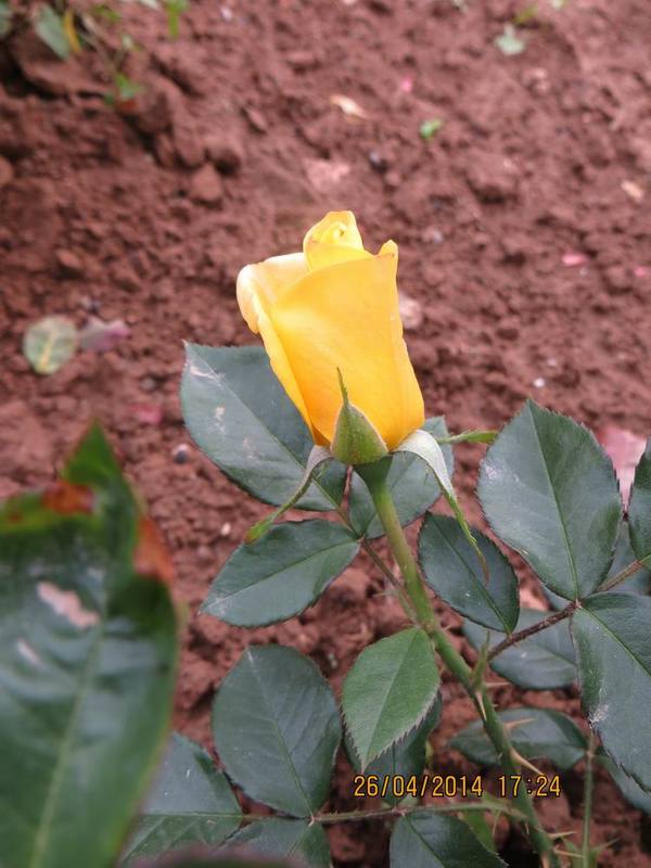 ������С IMG_6856.JPG