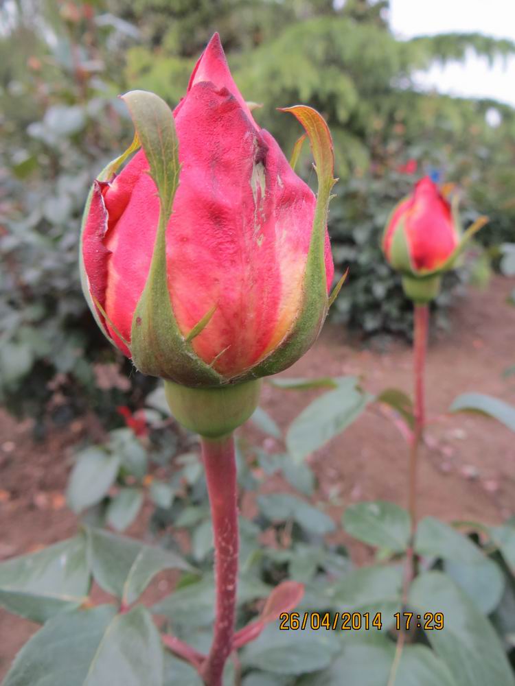 ������С IMG_6870.JPG