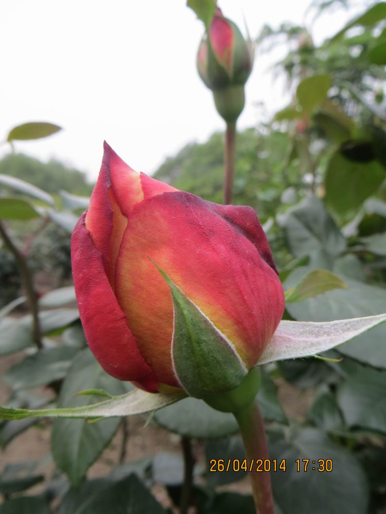 ������С IMG_6871.JPG