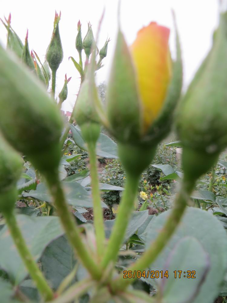 ������С IMG_6877.JPG