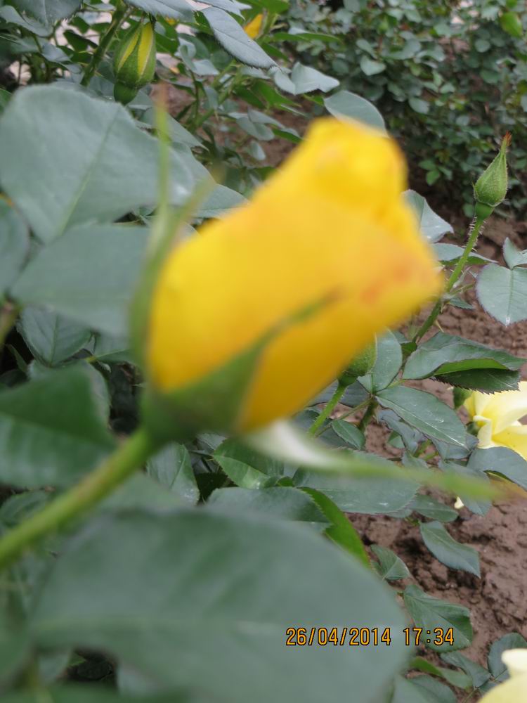 ������С IMG_6881.JPG