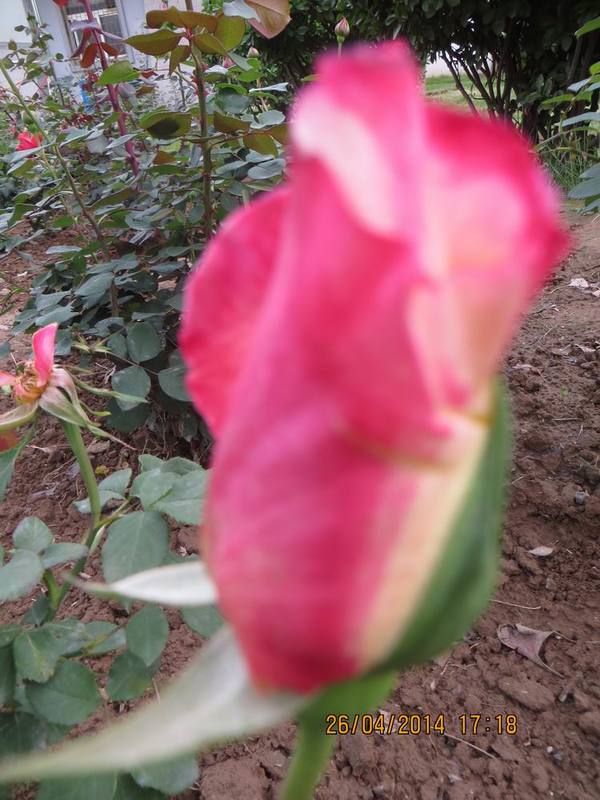 ������С IMG_6838.JPG