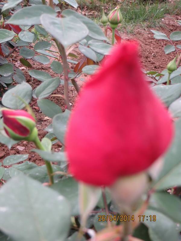 ������С IMG_6842.JPG