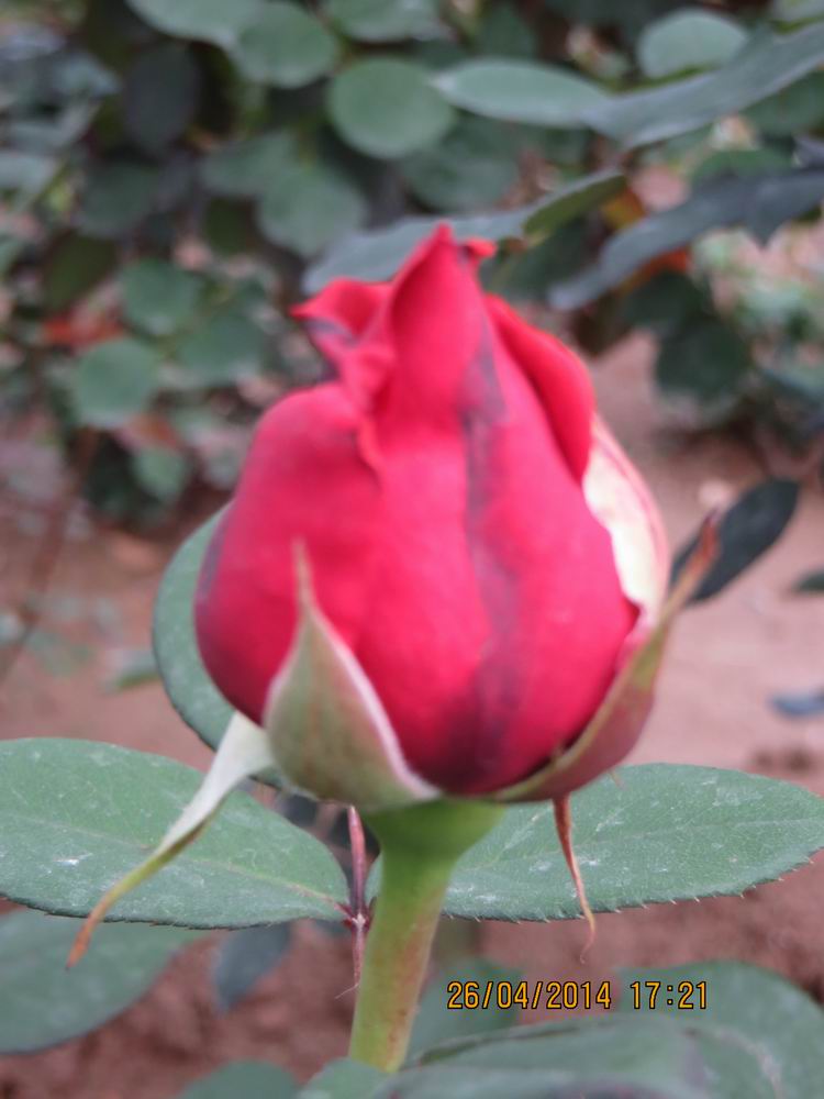 ������С IMG_6844.JPG