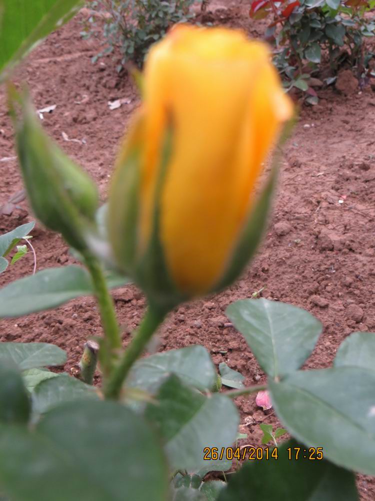 ������С IMG_6857.JPG