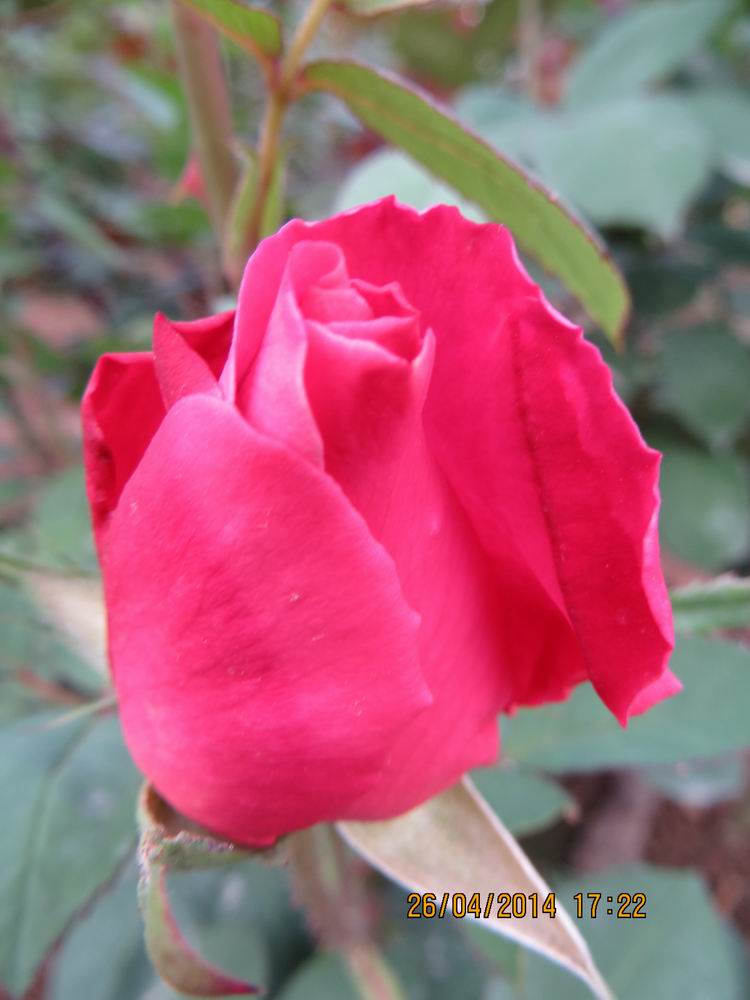 ������С IMG_6846.JPG