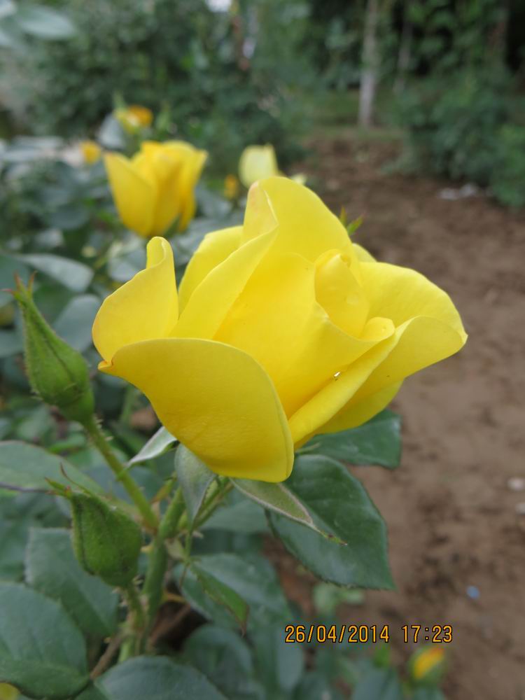 ������С IMG_6849.JPG