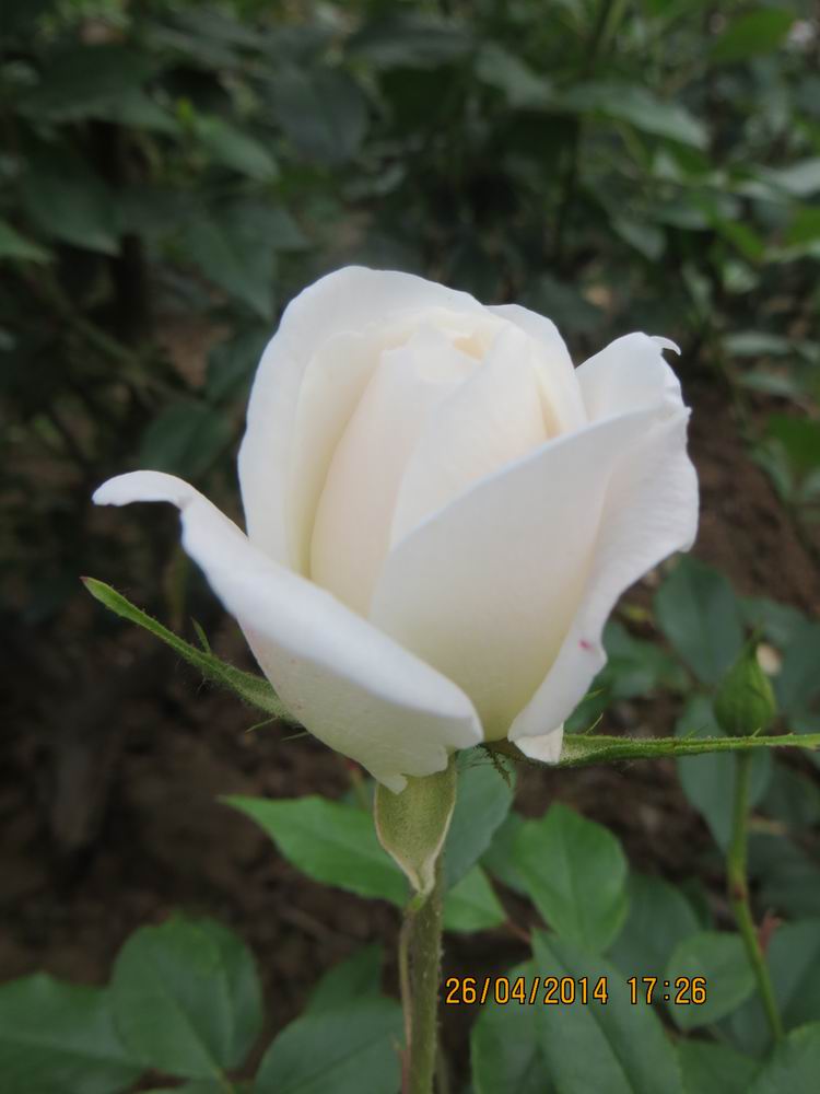 ������С IMG_6864.JPG