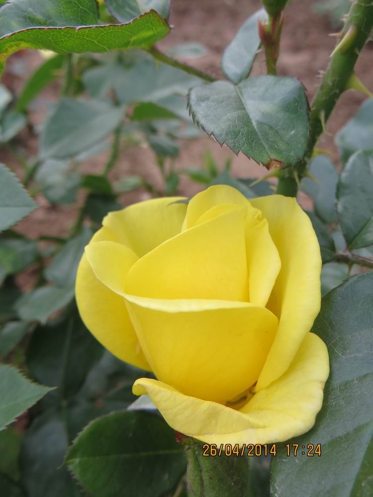 ������С IMG_6855.JPG