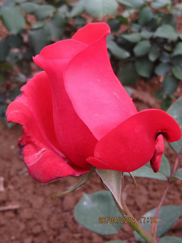 ������С IMG_6841.JPG