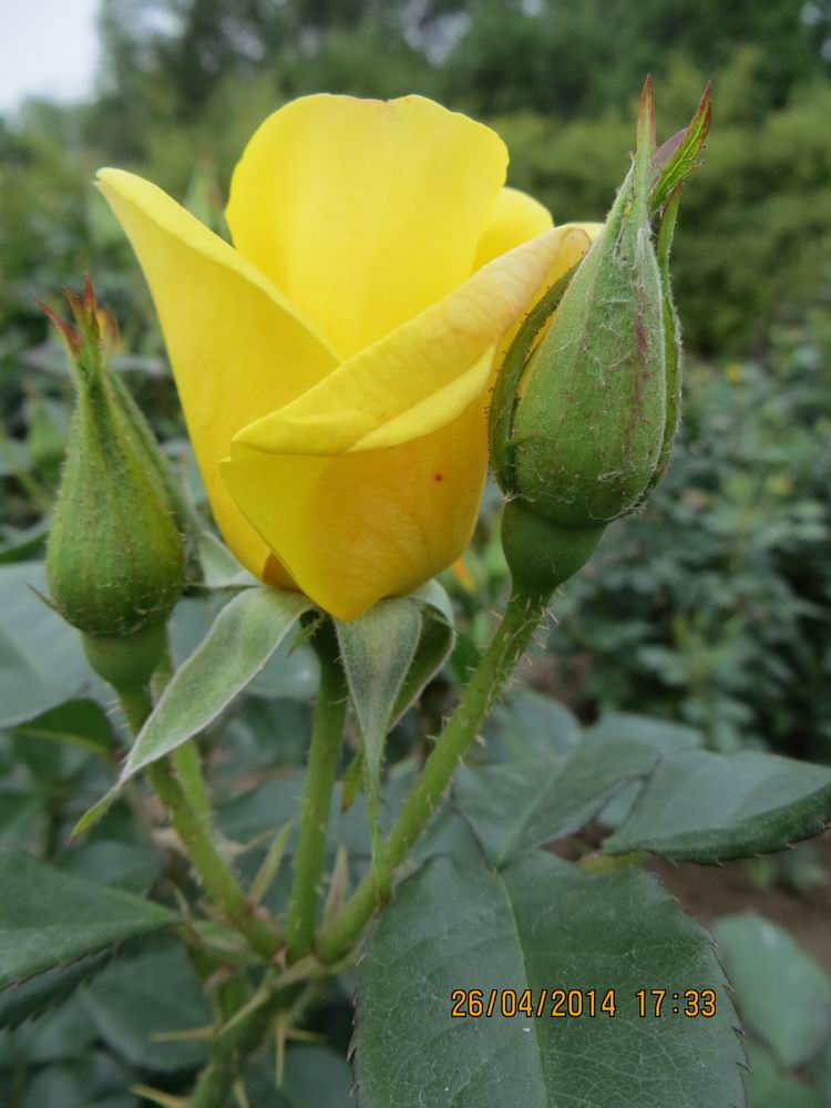 ������С IMG_6879.JPG