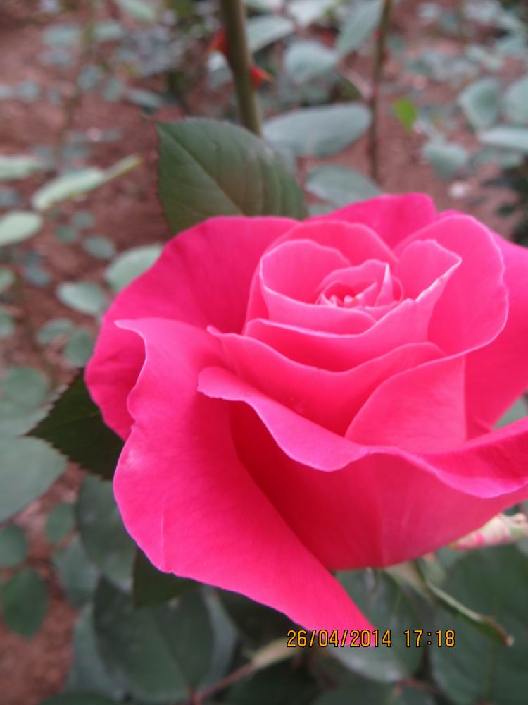 ������С IMG_6837.JPG