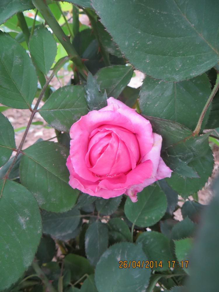 ������С IMG_6836.JPG