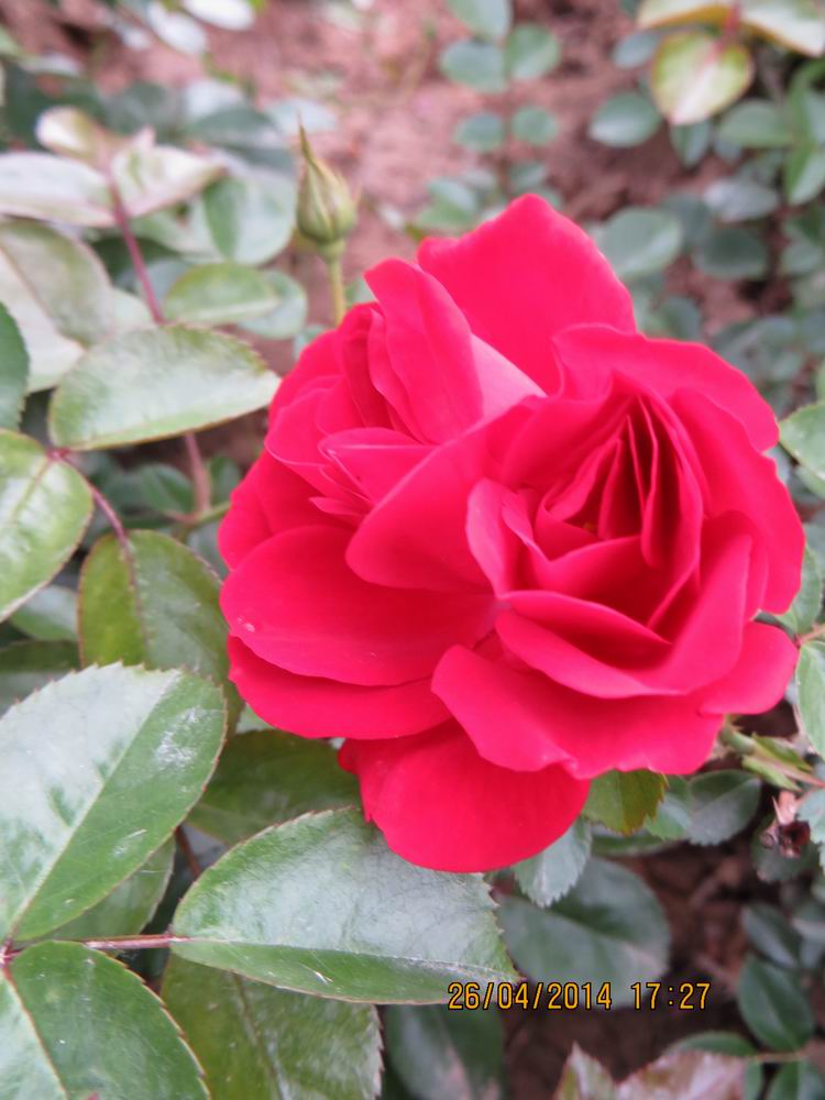 ������С IMG_6866.JPG