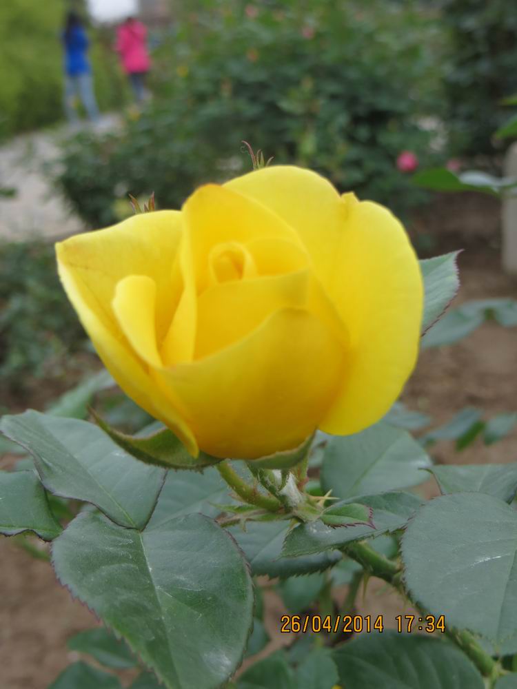 ������С IMG_6882.JPG