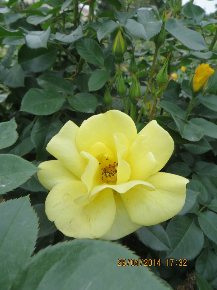 ������С IMG_6876.JPG