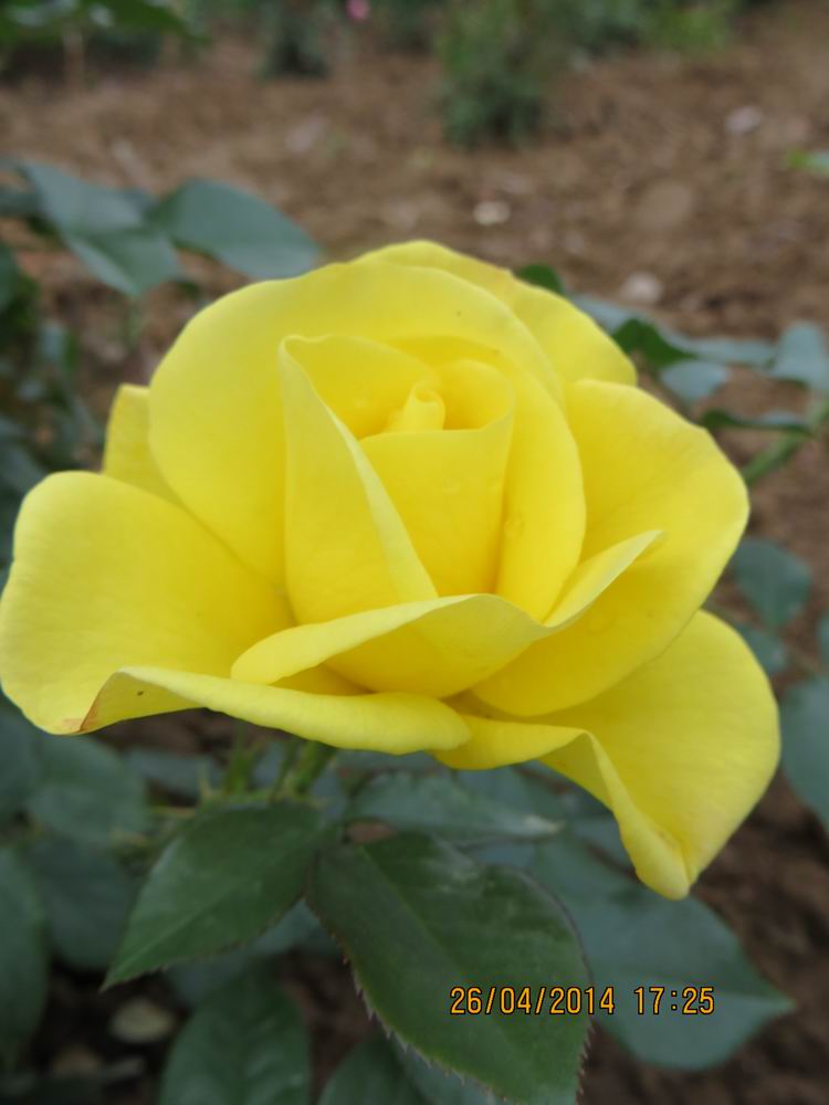 ������С IMG_6861.JPG