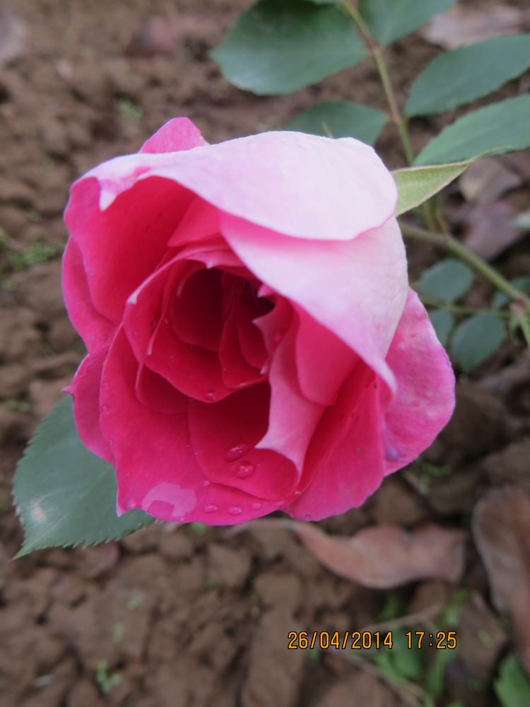 ������С IMG_6862.JPG